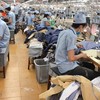 May mặc Bình Dương (BDG) chia cổ tức khủng, tỷ lệ 50% bằng tiền 