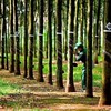 Dù có hơn 21.000 cổ đông, Tập đoàn Cao su Việt Nam (GVR) vẫn chưa đạt điều kiện về cơ cấu cổ đông