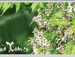 Nhớ mùa Xoan cũ