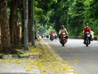 Ngóng Thu