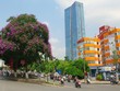 Mùa hoa tím trên khắp phố phường Hà Nội