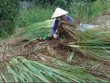 Nông dân phá bỏ vườn sả vì giá chỉ còn 2.000 đồng một kg
