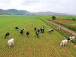 Invest Tây Đại Dương muốn bán hơn 41 triệu cổ phiếu GTNfoods (GTN)