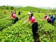 Vinamilk đã gom thêm 6,6 triệu cổ phiếu của GTNFoods (GTN)