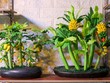 Cây kiểng làm từ đất sét hút khách dịp Tết