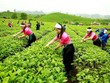 Cổ phiếu GTN của GTNFoods bị đưa vào diện kiểm soát từ ngày 3/3
