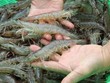 Cổ phiếu cần quan tâm ngày 22/7