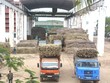 Mía đường Sơn La (SLS) lên phương án chia cổ tức 50% bằng tiền mặt