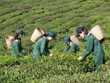 Cổ phiếu GTNFOODS (GTN) thoát diện kiểm soát, chuyển sang diện cảnh báo từ ngày 5/8