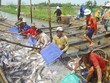 Mỹ sắp thanh tra thực tế chương trình kiểm soát cá da trơn Việt Nam