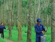 Cao su Tây Ninh (TRC) báo lợi nhuận quý III/2020 tăng 11,5%