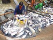 Thủy sản xuất khẩu chờ mùa lễ tết
