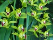 Đại gia Hà thành chi 2 tỷ đồng mua lan Trần Mộng siêu hiếm chơi Tết