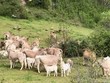 Đàn bò hợp sức đánh bại bầy kền kền