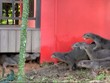 Đại chiến tranh giành lãnh thổ giữa hai đàn rái cá tại Singapore