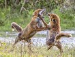 Đôi cáo đỏ ẩu đả trước mặt nhiếp ảnh gia