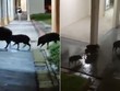 Đàn lợn rừng thản nhiên lục lọi thùng rác khu dân cư trong thành phố