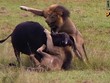 Một khi ra tay, những vị Vua của đàn sư tử cho thấy kỹ năng săn mồi cực "đỉnh"