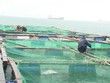 Phú Yên khẩn trương ứng phó cơn bão số 12