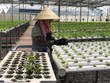 Mục tiêu tăng số lượng hợp tác xã, kinh tế tập thể khoảng 18% vào năm 2025