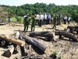Bắt Giám đốc, chủ mưu vụ phá gần 61 ha rừng