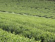Góp vốn 50 tỷ đồng trồng trà với đồng hương, nhà đầu tư Đài Loan vất vả đòi lại tiền