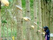 Tập đoàn Công nghiệp Cao su Việt Nam (GVR) đủ điều kiện giao dịch margin