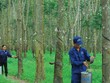 Tập đoàn Công nghiệp Cao su Việt Nam (GVR) dự kiến thoái vốn khỏi Vinaruco (VRG) với giá 20.800 đồng, thấp hơn 18,4% giá thị trường