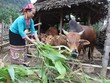 Đối tượng vay vốn theo quy định tại Quyết định số 2085/QĐ-TTg ngày 31/10/2016