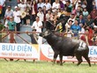 PTI bồi thường 15 triệu đồng cho nạn nhân tử vong tại Lễ hội chọi trâu Đồ Sơn 2017