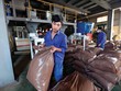 Rộ trào lưu ra nước ngoài thuê đất trồng nguyên liệu thức ăn chăn nuôi