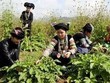 Hàn Quốc muốn đầu tư trồng dược liệu tại Cao Bằng