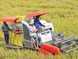 An ninh lương thực và thu nhập của người trồng lúa