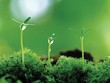 Xu hướng tiêu dùng xanh: Vượt thách thức, đón cơ hội