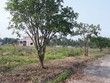 Cò đất đặc khu đang “nằm im nghe ngóng”