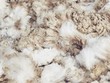 Woolmark tăng cường sự hiện diện tại Việt Nam