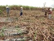 Áp thuế tiêu thụ đặc biệt lên nước ngọt: Tác động tiêu cực không thể xem nhẹ