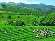 “Thay máu” cổ đông, GTNFoods chưa tính bầu nhân sự HĐQT mới, muốn rút chân khỏi Vinatea