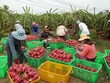 Hoa quả xuất sang Trung Quốc gặp khó vì virus Corona