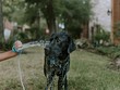 Bộ dụng cụ giúp việc tắm cho chó mèo trở nên dễ dàng