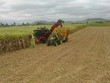 Áp dụng biện pháp phòng vệ phù hợp để bảo vệ ngành mía đường