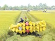 Đẩy mạnh tài chính toàn diện tại Việt Nam: Cách tiếp cận chiến lược cho tăng trưởng