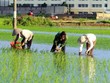 Ứng phó nguy cơ hạn hán, thiếu nước, xâm nhập mặn ở Đồng bằng sông Cửu Long