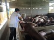Giá lợn sụt giảm, hộ nuôi và người tiêu dùng thiệt thòi nhưng thương lái vẫn hưởng lợi