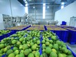 Tập đoàn TH vận hành Nhà máy chế biến hoa quả tươi và thảo dược Vân Hồ - Sơn La