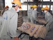 Sản lượng xi măng, clinker xuất khẩu tăng 30 lần trong 10 năm