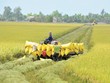Nhà nước và thị trường cần phải mềm hóa lẫn nhau