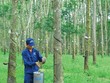Ngày 20/1, Cao su Đồng Phú - Đắk Nông (DPD) giao dịch trên UPCoM với giá tham chiếu 9.700 đồng/CP