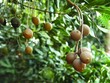 Kon Tum tạo điều kiện phát triển cây mắc ca