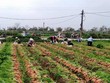 Giải cứu nông sản vẫn gặp khó, 90.000 tấn nông sản tại Hải Dương chưa tiêu thụ được